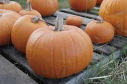 pumpkins